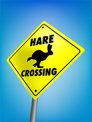 hare crossing